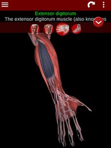 Muscular System 3D (anatomy)