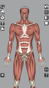 3D Bones and Organs (Anatomy)