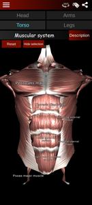 Muscular System 3D (anatomy)