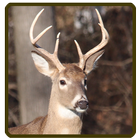 Whitetail deer calls sounds